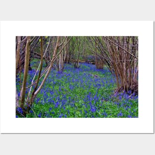 Bluebell Woods Bluebells Basildon Park Reading Berkshire Posters and Art